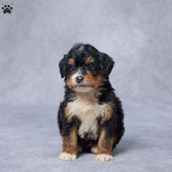 Joy, Mini Bernedoodle Puppy
